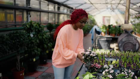 lovely african american woman choosing plants on the rack in the greenhouse