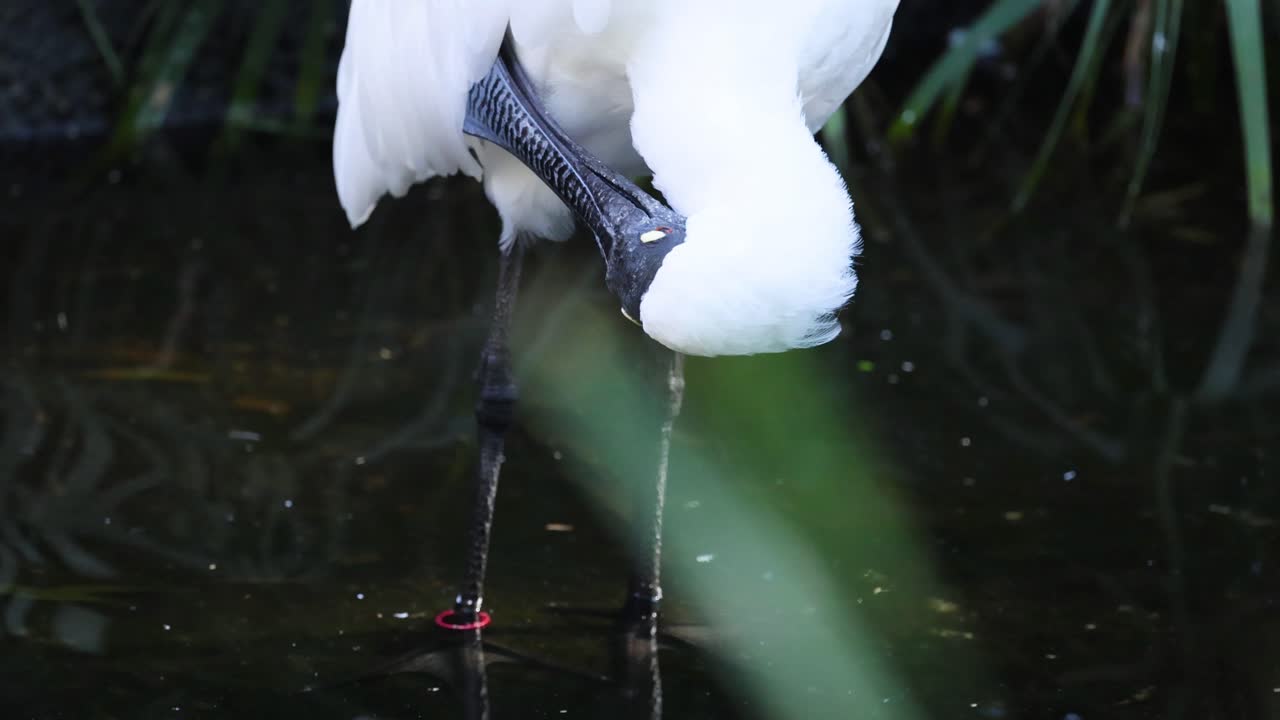 Spoonbill preening near water in zoo habitat