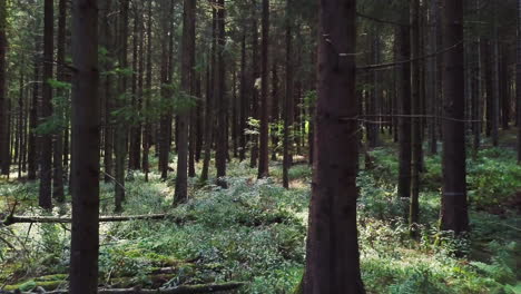 camera hovers slowly through dark forest and trough trees – 4k