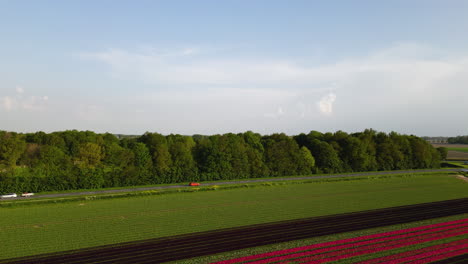 Highway-road-and-colorful-field-of-tulips-in-Netherlands,-aerial-view