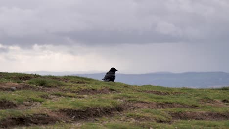 lone crow taking flight from grass verge on malvern hills, uk