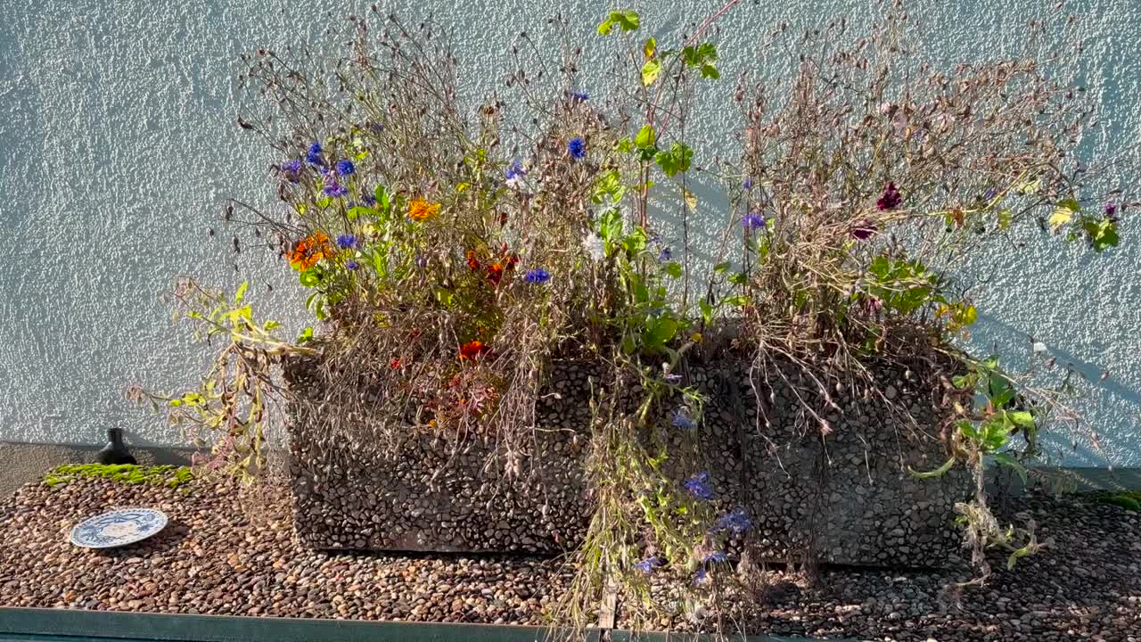 Wilted wildflowers in a stone vase, the flowers sway gently in the wind, the stone vase stands in front of a white house wall, static shot