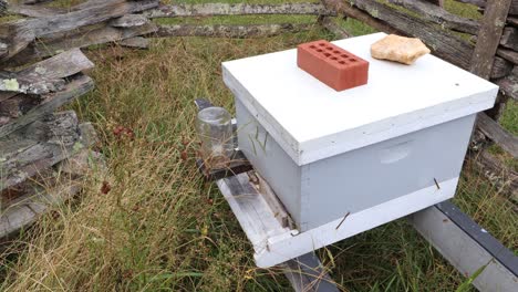 Abejas-Melíferas-Trabajando-Duro-En-La-Granja