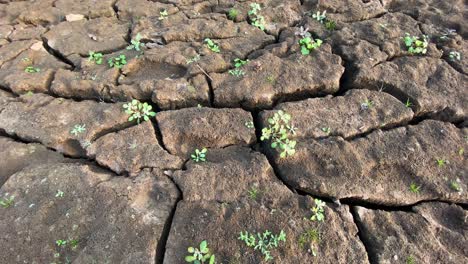brotes verdes en aumento de la tierra seca, la vida en la tierra desolada, cerrar, inclinar hacia arriba