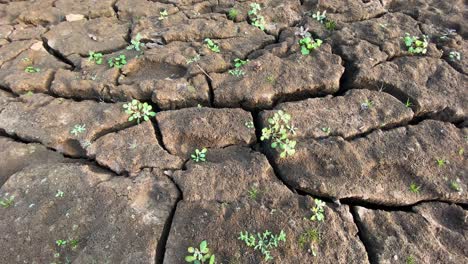 rising green sprouts from dry ground, life in desolated land, close up, tilt up