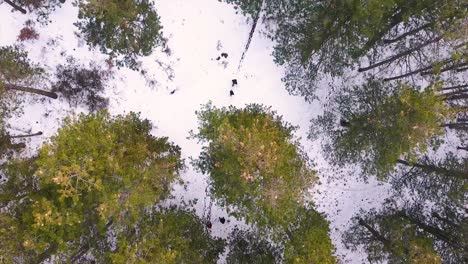 male and female runners running in nature on snow in winter drone shot