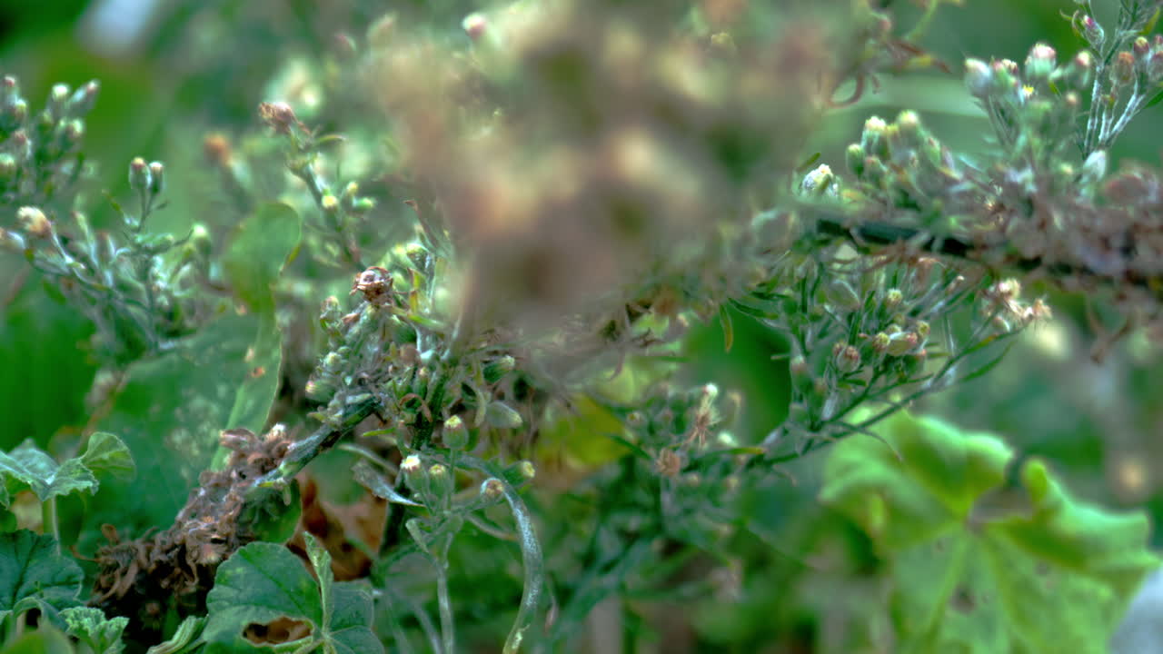 식물의 클로즈업