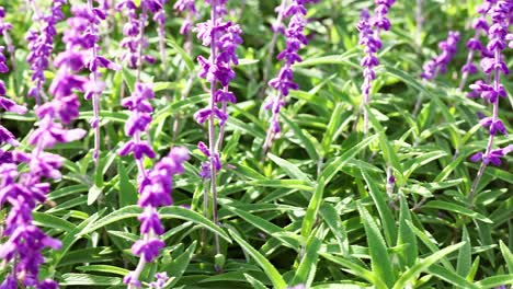 close-up view of blooming purple salvia flowers