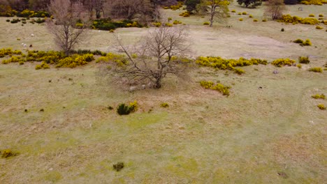 aerial shot of rotating of thetfolk field.