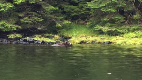 Black-bear-swimming-in-the-water-of-the-river-bank-in-Alaska