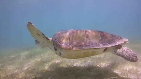 tortuga 18