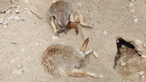 two-meerkats-on-the-ground