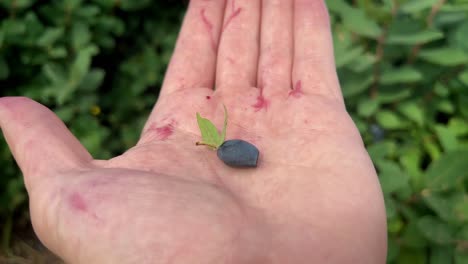 Caucasian-hand-holding-a-freshly-picked-blue-honeysuckle-berry,-dense-bushes-in-background