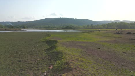 Búfalo-Comiendo-Hierba-Drone-Acercándose-A-Búfalo-Al-Lado-Del-Río-Seco-Amplia-Vista-En-Malvan-En-Verano-Puede-Secar-La-Tierra