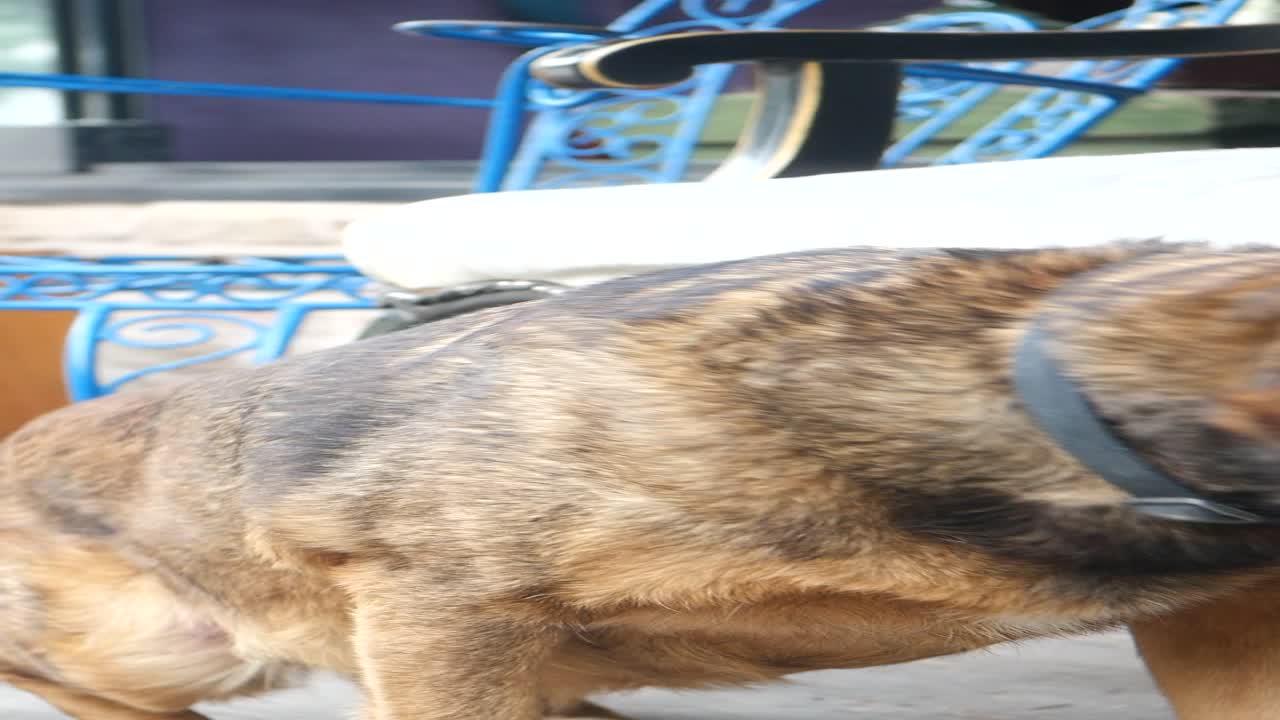 갈색과 검은색의 개가 마당에 앉아 있다