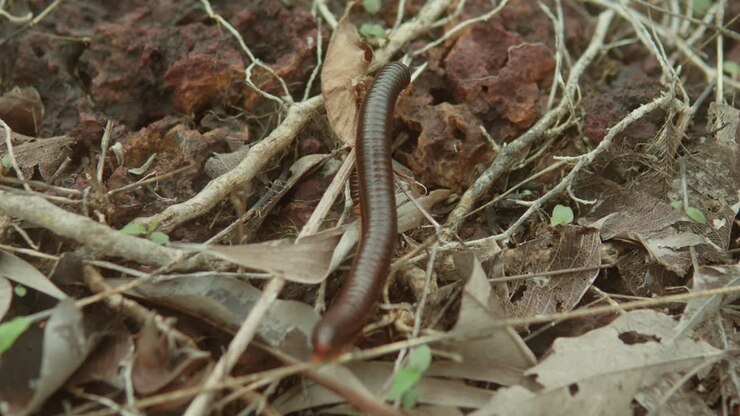 A millipede crawling on the forest floor surrounded by dry leaves and twigs