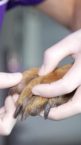 a gentle gesture as a person cradles a small bird in their hands the person is delicately cradling a small bird in their hands their fingers gently wrapped around its tiny body a soft eyelash brushes against their thumb as they admire the birds beauty