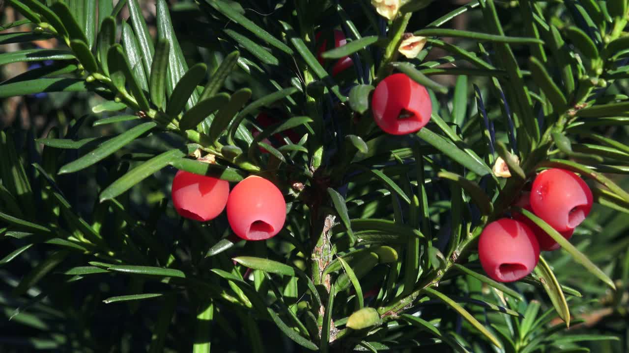 타쿠스 바카타 (taxus baccata) 또는 유럽 티우스 (european yew) 의 근접 사진.