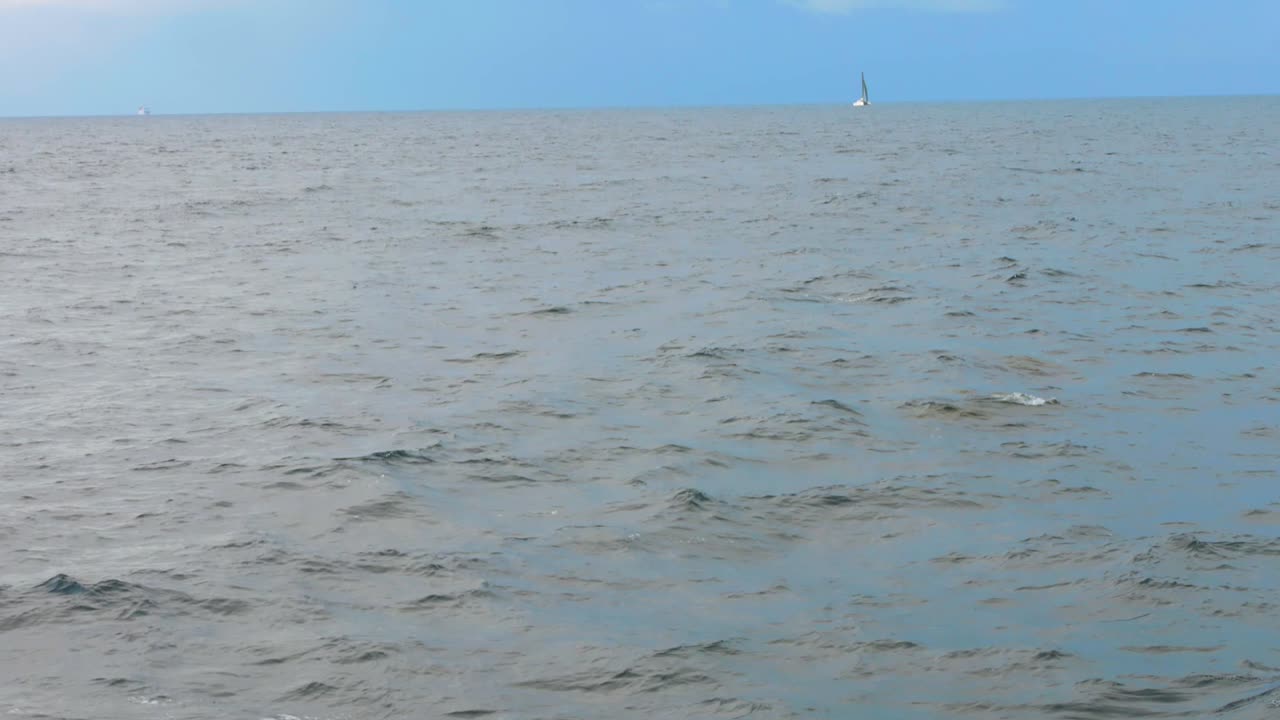 Dolphins swimming in the ocean near a distant sailboat, calm water and blue sky
