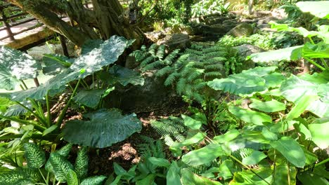 la densa vegetación en el zoológico abierto de chonburi