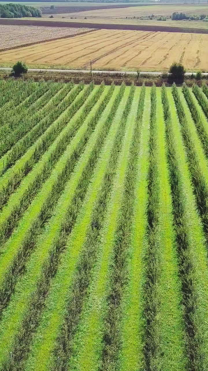 rows of apple trees are growing in a large area in the field in the summer for processing in the production of juices. Aerial view Vertical video