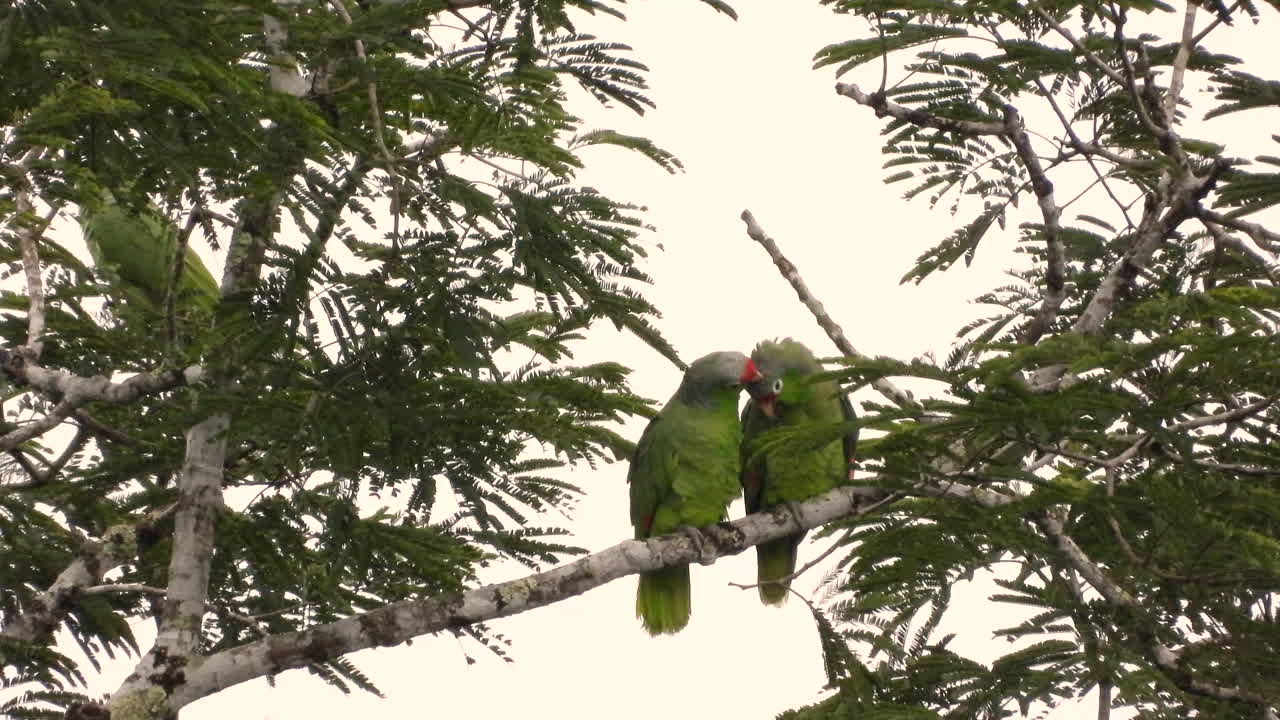 dos pájaros amazónicos verdes de color rojo interactúan en la rama de un árbol en panamá