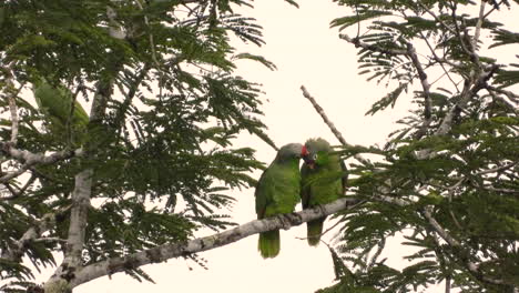 two green red-lored amazon birds interact on tree branch in panama