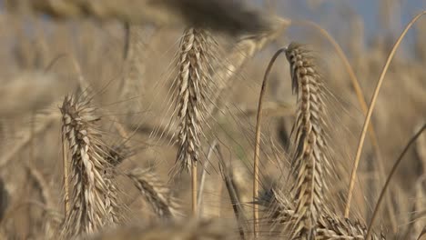 Roggenkorn-Wird-Für-Mehl,-Brot,-Bier,-Knäckebrot,-Einige-Whiskys,-Einige-Wodkas-Und-Tierfutter-Verwendet