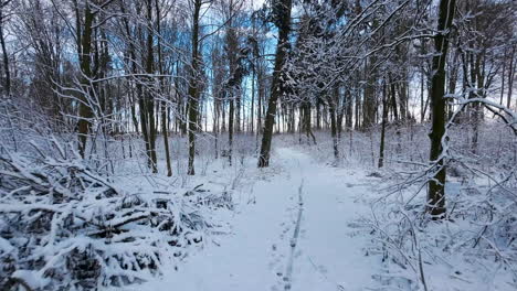 árboles-Sin-Hojas-Con-Un-Terreno-Forestal-Cubierto-De-Nieve