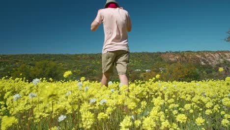 young man walks through a meadow of swaying pompom everlasting wildflowers in coalseam conservation park