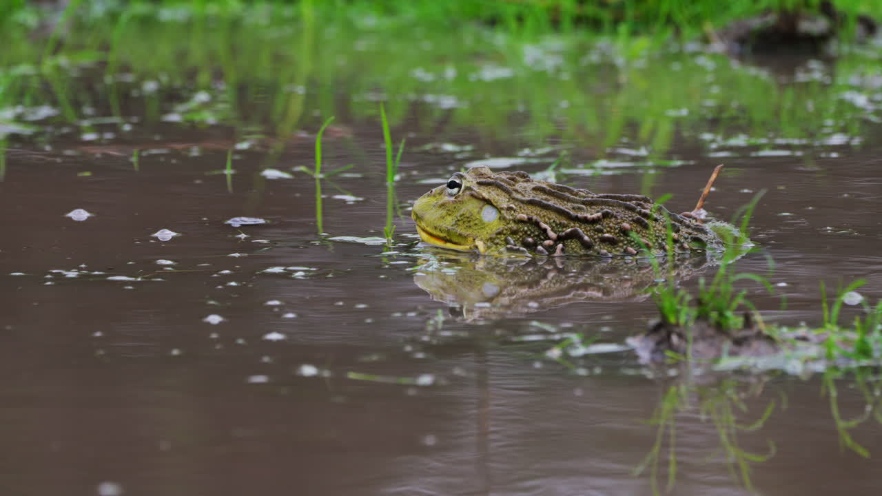 African Bullfrog On Habitat At Central Kalahari Game Reserve, Botswana. Selective Focus Shot