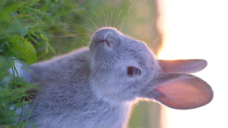 close-up of an adorable grey rabbit in a grassy field
