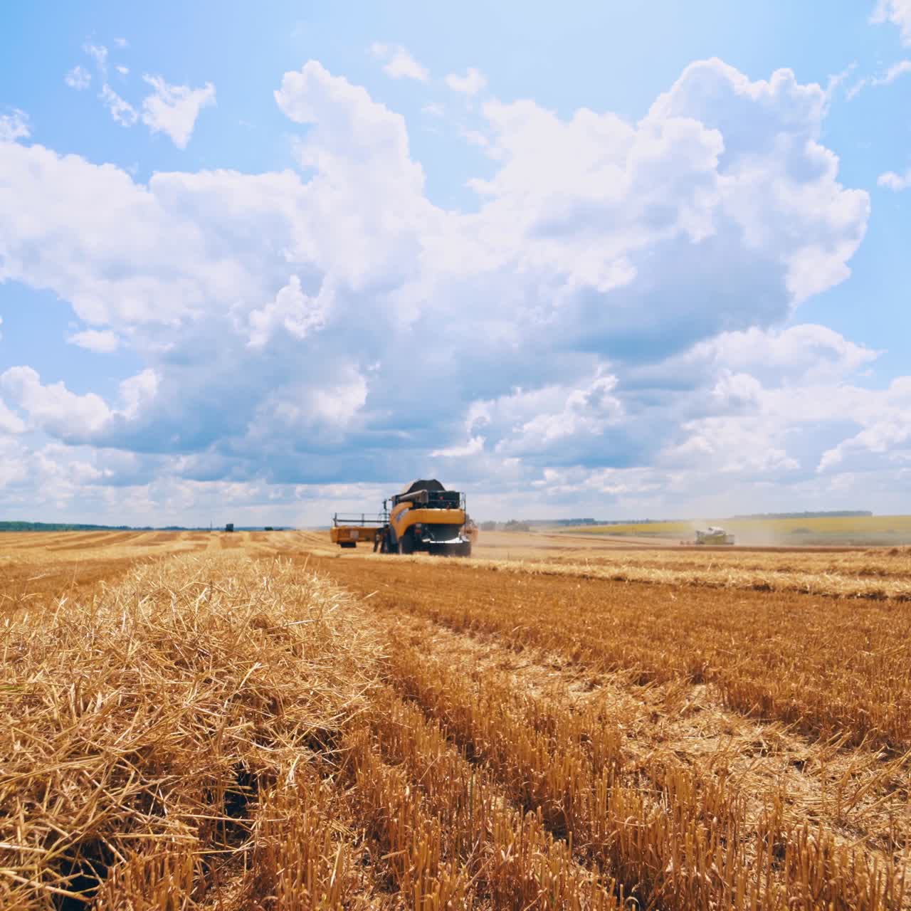 Combine harvesting wheat
