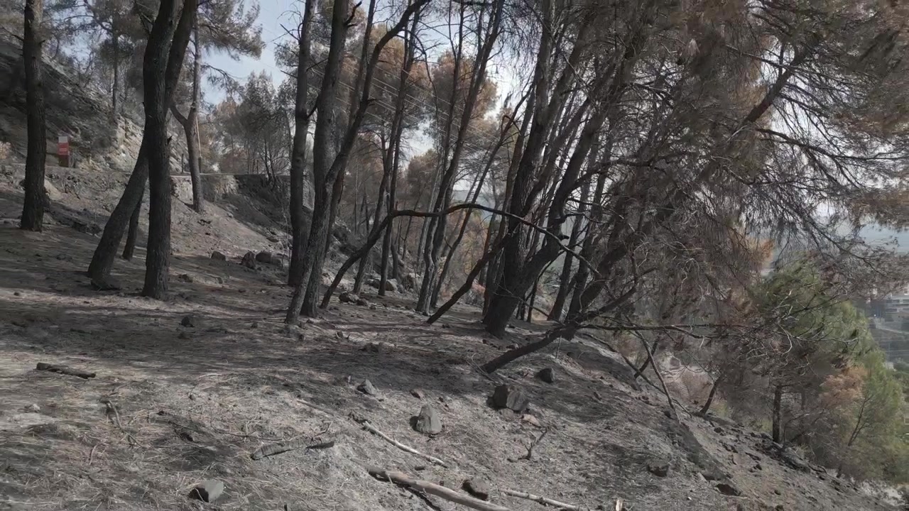 Devastating aftermath of a wildfire showing a charred and burned pine forest in La Pobla de Claramunt, Catalonia. The landscape reveals blackened tree trunks, ash covered ground and dead foliage