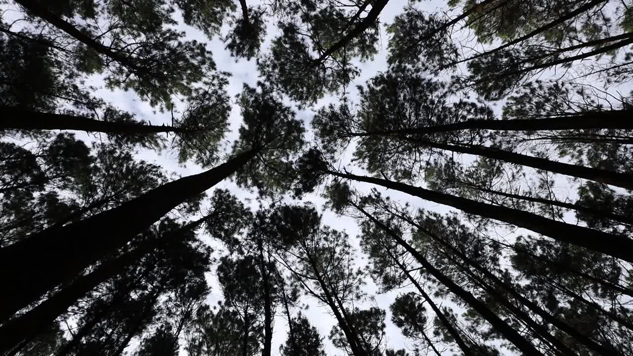 View up, bottom view of pine trees in forest in cloudy sky