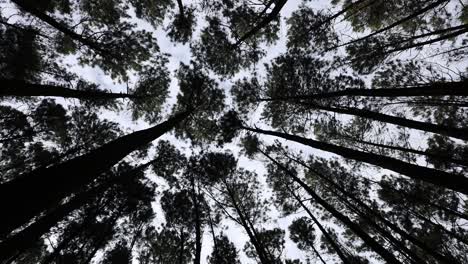 view up, bottom view of pine trees in forest in cloudy sky