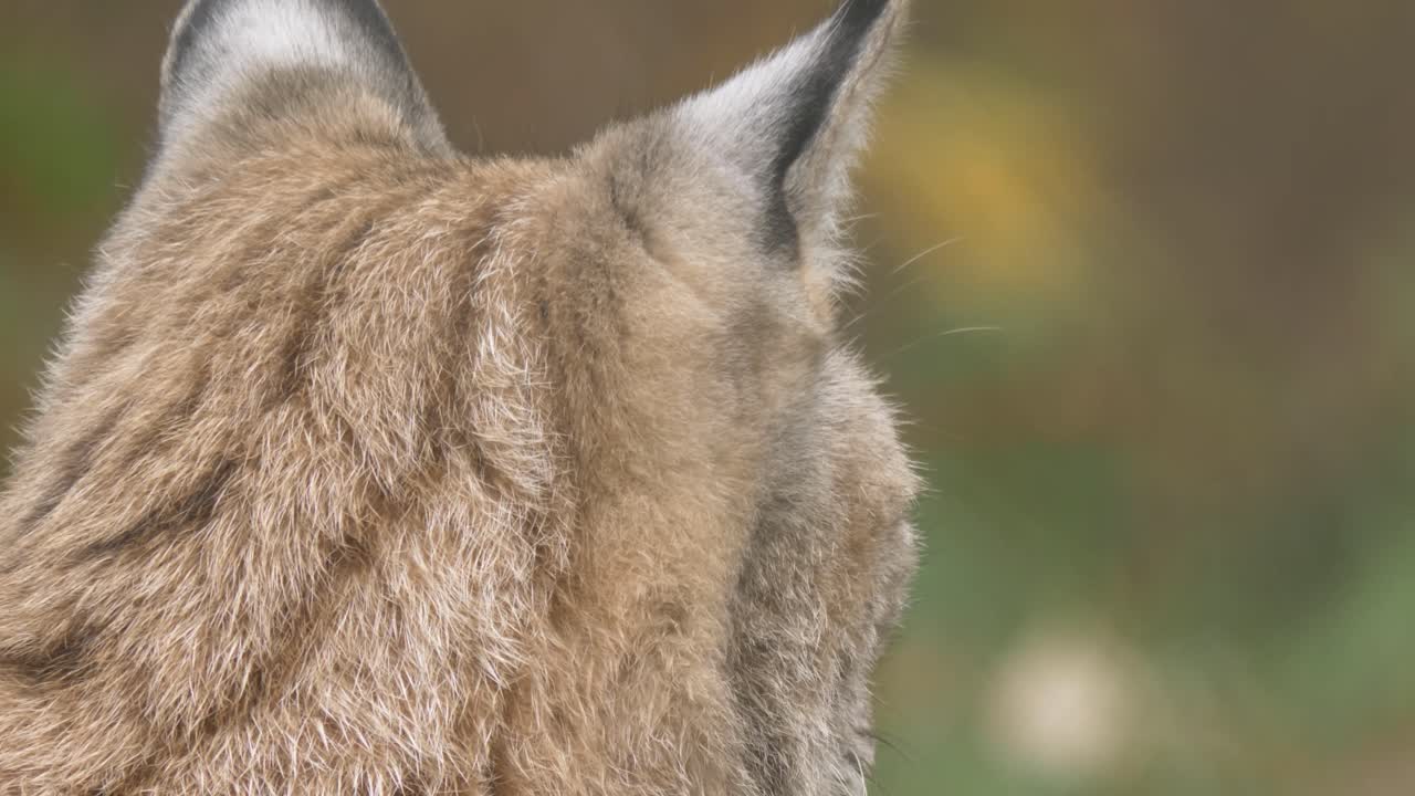 primer plano de lince euroasiático girando las orejas buscando y escuchando para localizar y capturar presas