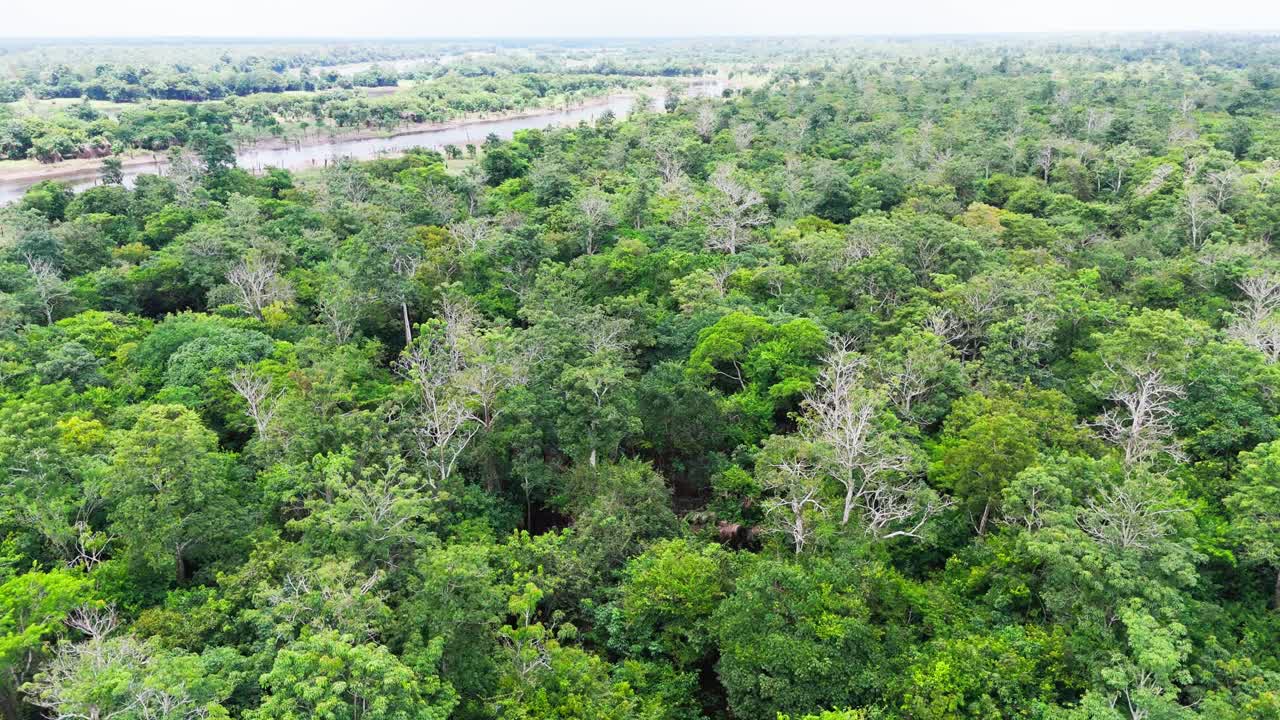 Cinematic Untouched Amazon, Vast Dense Vegetation, Tropical Rainforest