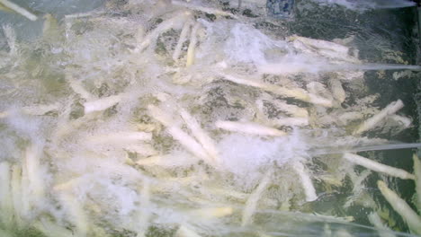 white asparagus being thoroughly washed in an industrial tank, highlighting the cleaning and sanitation process in food production