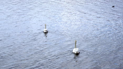 hermosos cisnes blancos en el lago yamanaka con mt.
