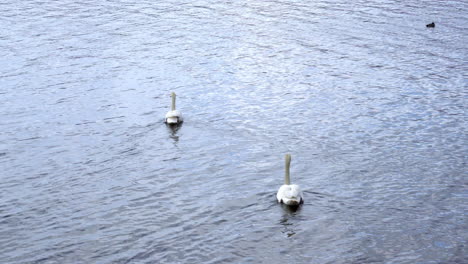 beautiful white swans at yamanaka lake with mt