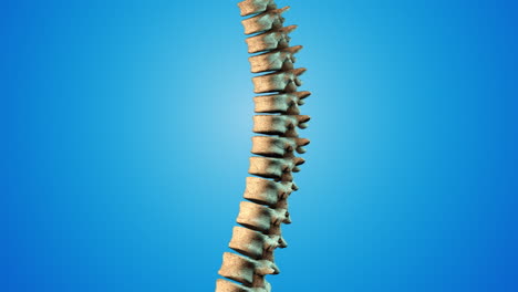 columna vertebral, columna vertebral humana vista lateral de la columna vertebral vertebra dorsal, columna vertebral humana fondo azul, atención médica, columna vertebral humana, ilustración en 3d de la columna vertebral