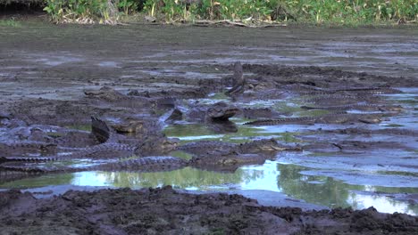 Una-Congregación-De-Caimanes-Muge-En-El-Barro-De-Los-Everglades-De-Florida