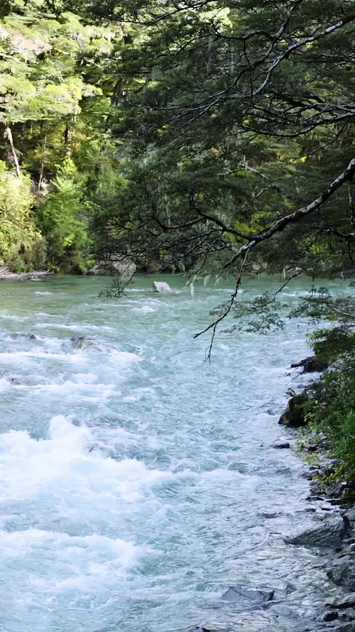 Un limpido ruscello di montagna turchese scorre rapidamente sulle rocce, circondato da una fitta foresta pluviale verde. La luce del giorno filtra tra gli alberi. La telecamera si muove delicatamente a monte, catturando una scena naturale tranquilla