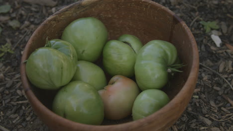 Un-Tazón-De-Tomates-Verdes-Al-Que-Se-Le-Agregan-Más-Y-Más-Tomates