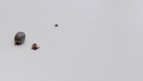 three disgusting ticks seen on a macro shot with white, isolated background