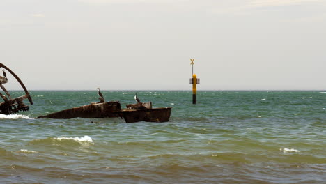 slow motion birds perched on ruins of heritage paddle steamer, australia