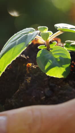 close-up of woman holding young plant