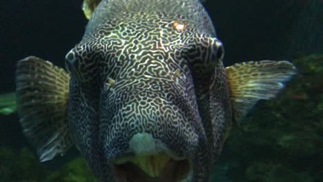 coral reel fish, fish with dumb face close up view, fish with black pattern on it