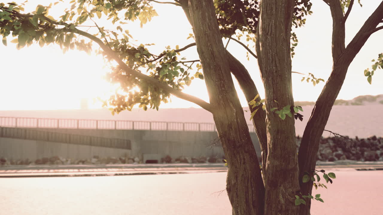 해가 지는 나무 풍경